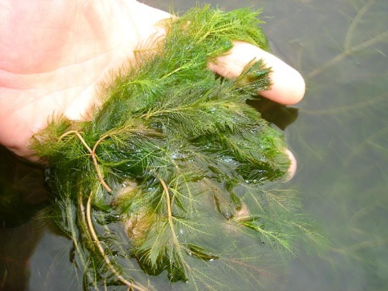 Eurasian Watermilfoil Outdoor Alabama